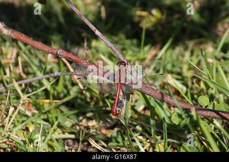 Ruddy Darter (Sympetrum Sanguineum) paar im Akt der Paarung. Stockfoto