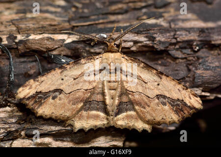 Winkte Umbra Motte (Menophra Abruptaria). Britische Insekt in der Familie Geometridae, Geometer Motten Stockfoto