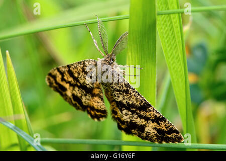 Gemeinsamen Heide Motte (Ematurga Atomaria). Britische Insekt in der Familie Geometridae, Geometer Motten Stockfoto