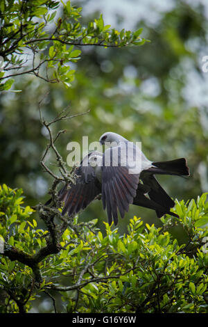 Mississippi Kites Paarung Stockfoto