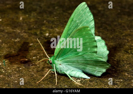 Großer Smaragd Motte (Geometra Papilionaria). Britische Insekt in der Familie Geometridae, Geometer Motten Stockfoto