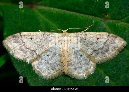 Kleine Lüfter leichtfüßig Welle Motte (Idaea Biselata). Britische Insekt in der Familie Geometridae, Geometer Motten Stockfoto