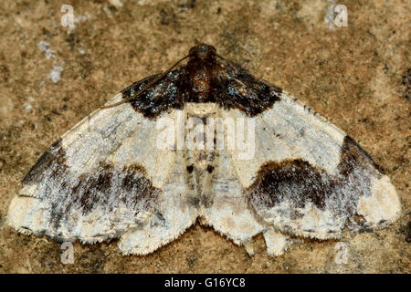 Verbrannte Teppich Motten (Ligdia Adustata). Britische Insekt in der Familie Geometridae, Geometer Motten Stockfoto