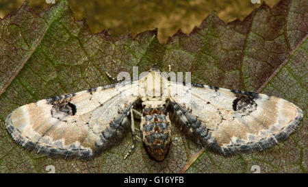 Kalk-Speck Pug Motte (Eupithecia Centaureata). Britische Insekt in der Familie Geometridae, Geometer Motten Stockfoto