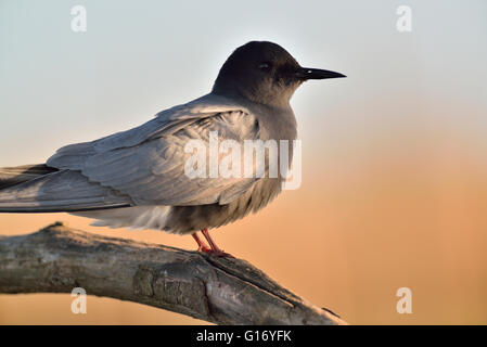 Black Tern, Chlidonias niger Stockfoto