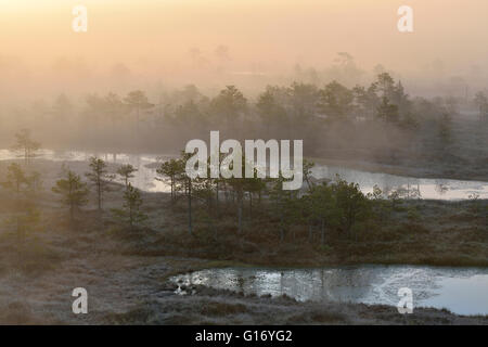 Nebel steigt auf das Moor in Endla Nature Reserve, Estland Stockfoto