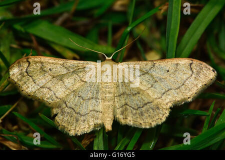 Riband Welle Motte (Idaea Aversata). Britische Insekt in der Familie Geometridae, Geometer Motten Stockfoto