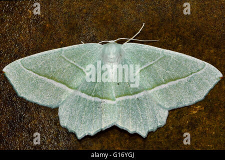 Leichte Smaragd Motte (Campaea Margaritata) von oben. Britische Insekt in der Familie Geometridae, Geometer Motten Stockfoto