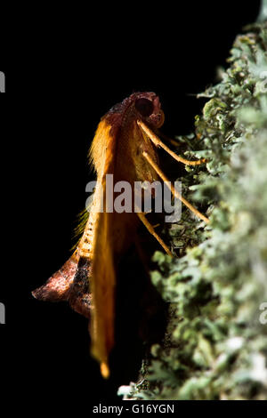 Verbrannte Flügel Motte (Plagodis Dolabraria) auf Flechten. Britische Insekt in der Familie Geometridae, Geometer Motten Stockfoto