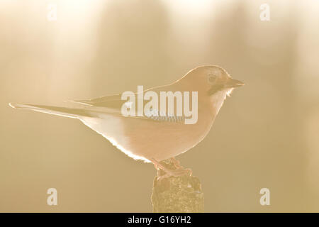 Europäische Jay im Abendlicht Stockfoto