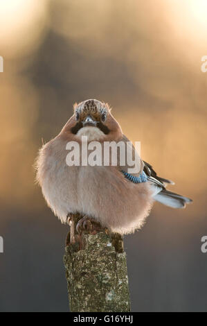 Europäische Jay im Abendlicht Stockfoto