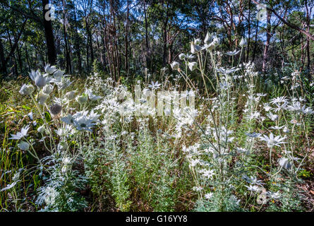 Australien, New South Wales, Central Coast, Flanell Blumen Actinotus Helianthi im Bouddi National Park Stockfoto