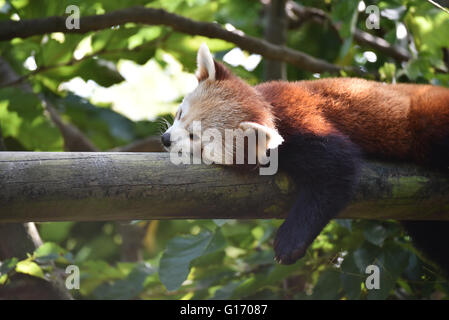 Roter Panda ruht auf einem Baum Stockfoto