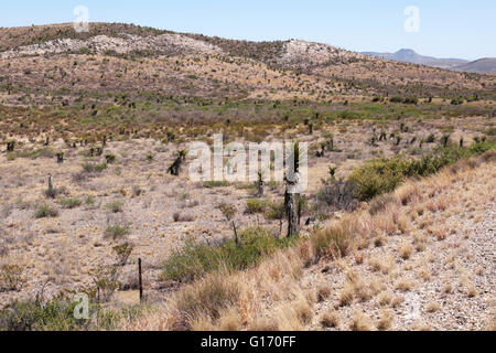 Chisos Basin in Big Bend Nationalpark. Stockfoto