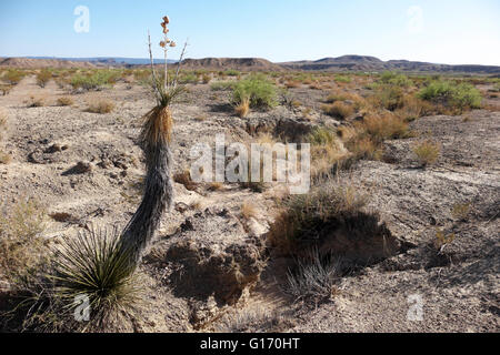 Wüste Flussaue nur außerhalb der Big Bend Nationalpark bei Study Butte im tiefen Süden Texas, USA. Stockfoto