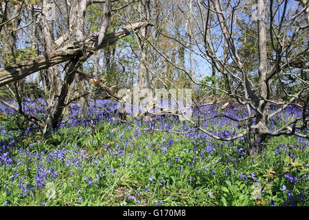 Glockenblumen in polaren Holz, Kingston, Corfe, Purbeck, Jurassic Coast, Dorset, England, Großbritannien, Vereinigtes Königreich, UK, Europa Stockfoto