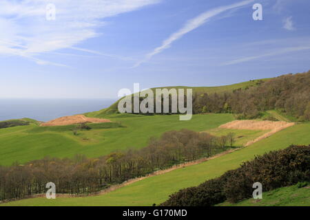 Swyre Kopf von Polar Holz, Kingston, Corfe, Purbeck, Jurassic Coast, Dorset, England, Großbritannien, Vereinigtes Königreich, UK, Europa Stockfoto