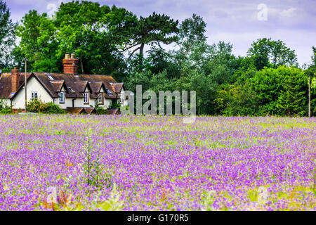 Ein Feld von blauen Borretsch-Blüten mit Ferienhaus in Kidderminster, Bewdley, UK Stockfoto