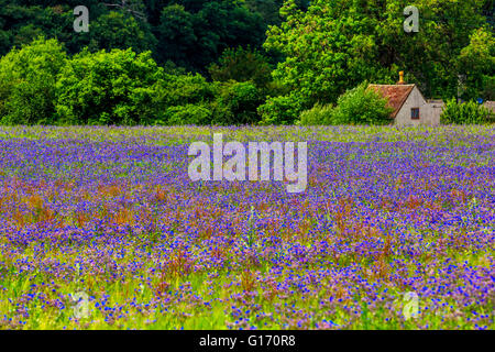 Ein Feld von blauen Borretsch-Blüten mit Ferienhaus in Kidderminster, Bewdley, UK Stockfoto