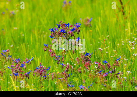 Eine blaue Borretsch Blumenfeld in Kidderminster, Bewdley, UK Stockfoto