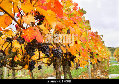 Herbstliche Reben an Halfpenny grüne Weinberge, Bobbington, South Staffordshire. Heimat des berühmten Penny rot. Stockfoto