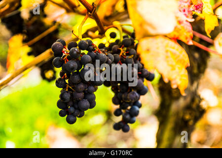 Herbstliche Reben an Halfpenny grüne Weinberge, Bobbington, South Staffordshire. Heimat des berühmten Penny rot. Stockfoto