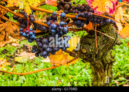 Herbstliche Reben an Halfpenny grüne Weinberge, Bobbington, South Staffordshire. Heimat des berühmten Penny rot. Stockfoto