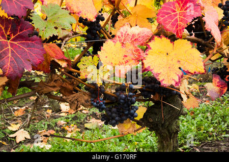 Herbstliche Reben an Halfpenny grüne Weinberge, Bobbington, South Staffordshire. Heimat des berühmten Penny rot. Stockfoto