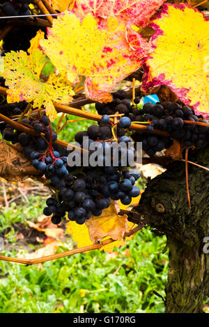 Herbstliche Reben an Halfpenny grüne Weinberge, Bobbington, South Staffordshire. Heimat des berühmten Penny rot. Stockfoto