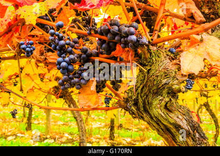 Herbstliche Reben an Halfpenny grüne Weinberge, Bobbington, South Staffordshire. Heimat des berühmten Penny rot. Stockfoto