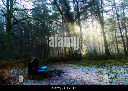 Eine bewaldete Bank-Szene zeigt Sonnenlicht, das durch hohe Bäume im Wald Stockfoto