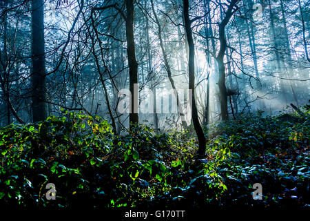 Eine bewaldete Szene zeigt Sonnenlicht, das durch hohe Bäume im Wald Stockfoto