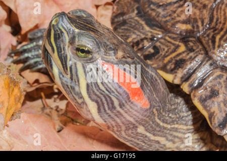 Rot-eared Slider, ist Scripta Elegans, Jugendkriminalität, Süden der USA heimisch Stockfoto