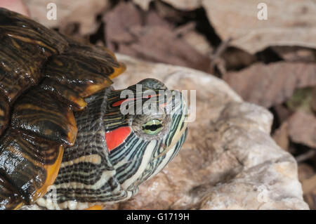 Rot-eared Slider, ist Scripta Elegans, Jugendkriminalität, Süden der USA heimisch Stockfoto