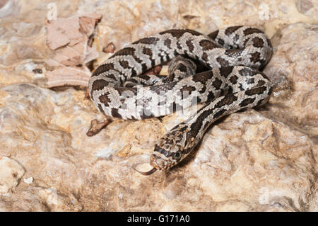 Westlichen Fox Schlange, bieten Vulpina Pantherophis Vulpinus, Michigan, Wisconsin, Minnesota, Illinois, Iowa & S Dakota; Juvenile Stockfoto