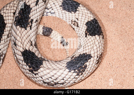 Nördlichen Pine Snake, Pituophis Melanoleucus Melanoleucus, ursprünglich aus östlichen Nordamerika Stockfoto