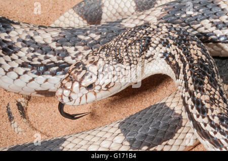 Nördlichen Pine Snake, Pituophis Melanoleucus Melanoleucus, ursprünglich aus östlichen Nordamerika Stockfoto