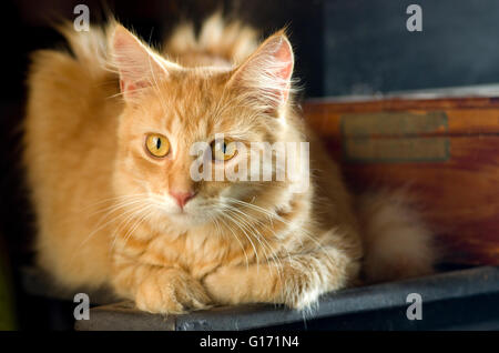 Rot Tabby Katze in kontemplativen Pose mit vorderen Pfoten gefaltet nach innen, lang/halb lang/Mittel lange Haare, gelb/Orange/gelb Augen. Stockfoto