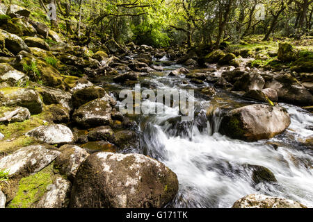 Der Fluß Plym Kaskadierung über bemooste Felsbrocken durch Dewerstone Wood. In der Nähe von Shaugh Prior, Dartmoor, Devon, England. Frühjahr 2016. Stockfoto