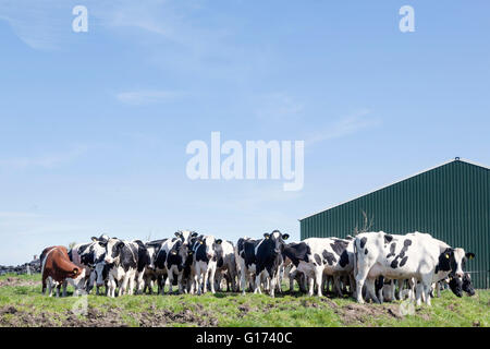 schwarze und weiße Kühe in grün grasige niederländischen Frühlingswiese unter blauem Himmel in Holland mit landwirtschaftliches Gebäude im Hintergrund Stockfoto