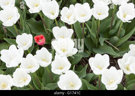 eine rote Tulpe zwischen weissen im niederländischen Blumengarten von oben gesehen Stockfoto