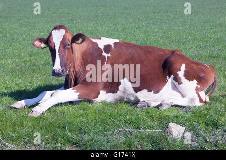 rote und weiße Kuh liegt in der grünen Wiese in den Niederlanden und sieht Stockfoto