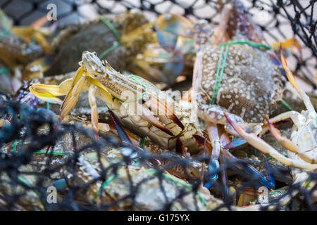 Krabbe ist eingefangen in den Korb Stockfoto