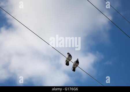 Vögel auf Stromleitungen sitzen Stockfoto