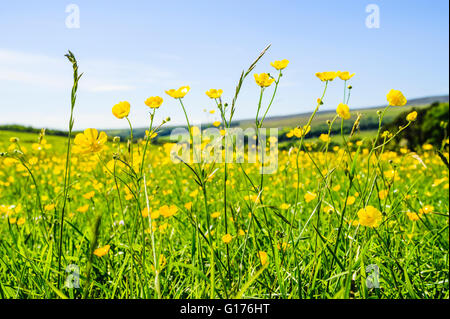 Butterblumen in Blumenwiese in Wyresdale im Wald von Bowland Lancashire England Stockfoto