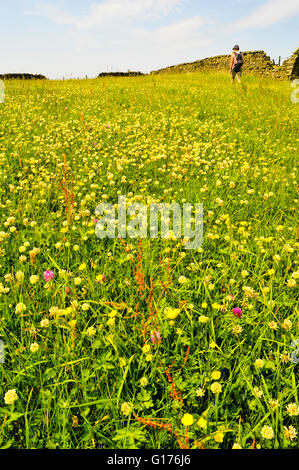 Walker und Blume Wiese oberhalb der Ribble Valley in den Wald von Bowland Lancashire England Stockfoto