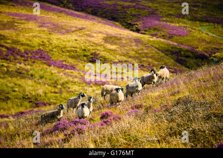 Schafe auf Heidekraut Moorland auf Hawthornthwaite fiel Wyresdale Lancashire England Stockfoto