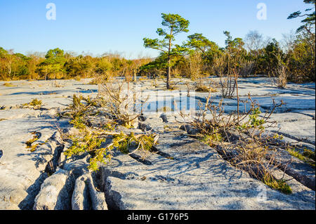 Kalkstein Pflaster am Gang Schubkarren National Nature Reserve im Bereich Arnside Silverdale von außergewöhnlicher natürlicher Schönheit Stockfoto