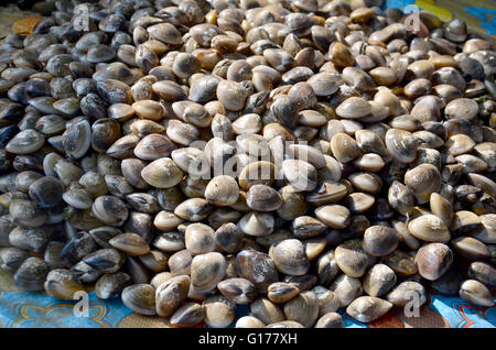 Emaille-Venus-Shell für Verkauf am Fischmarkt Stockfoto