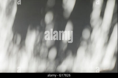 Palm Leaf Schatten auf einer weißen Wand Stockfoto